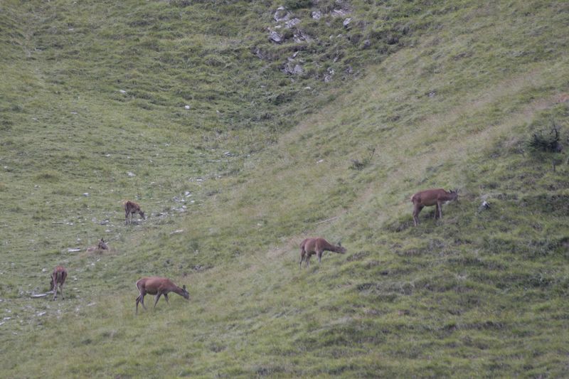 cervi nel parco nazionale svizzero